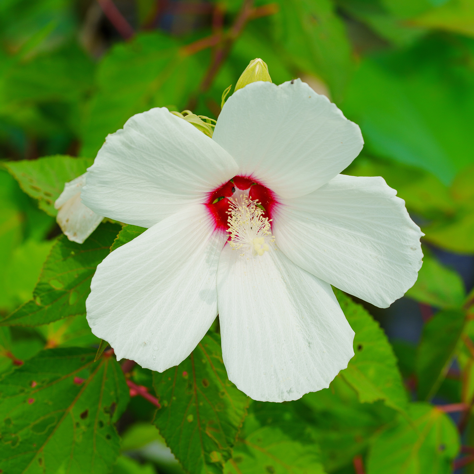 White Flower